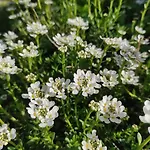 Prázdninový dům Zelena Oaza *