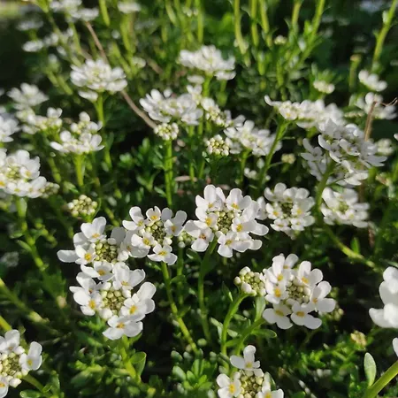 Дом отдыха Zelena Oaza *