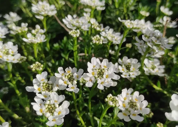 度假居 Zelena Oaza *